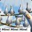 damn_seaguls
