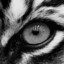 dmk-