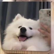 ⚡𝓜𝓸𝓢𝓽𝓪𝓻⚡