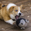 Lethargic_Corgi