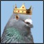 KingPigeon