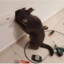 EL GATO ELECTRICISTA