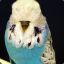 BAD BOY BUDGIE