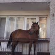 Cavalo_Juan