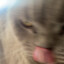 Laufey