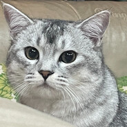 Big Avatar
