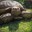 AfricanTortoise's Avatar