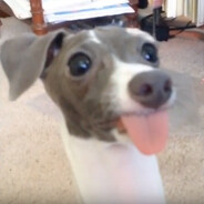doggoButWhy