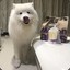 SAMOYED