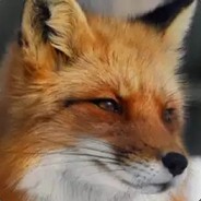 DavidTheFox3