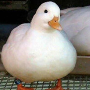 Duck Duckson