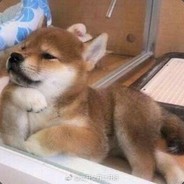 想当钢铁侠的小包弟