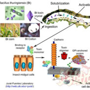 fly 2 the moon大高手