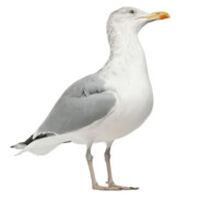 SeaguLL