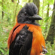 Fletowiec Kapturowy