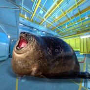 seal