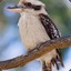 KOOKABURRA