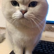 皮哥和他的铲屎官