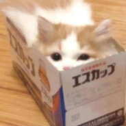昄桎梨_