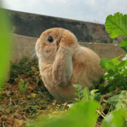 早睡早起身体好