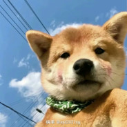 猪在山里蒸不错