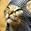 crusaderCat22