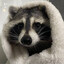 chill_raccoon