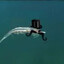 literally a krill