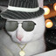 Mr.Meow