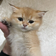 DEVOO_ - steam id 76561199172366816