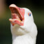 goose