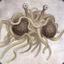 Flying Spaghetti Monster