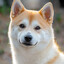 Jindo