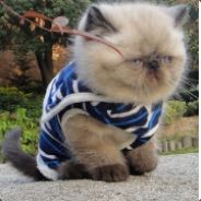 好大一坨坨坨坨坨