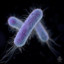 Escherichia Coli