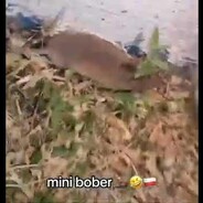 MiniBober