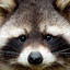 Racoon
