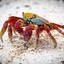 ZLOcrab