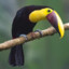 Turkish Toucan