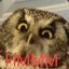 Simply Owls: Burrowing Owl