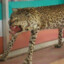 Gepard Retardieu