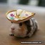 HamsterBandito2