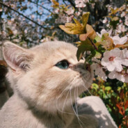 吃土豆还是马铃薯