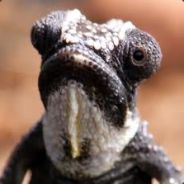 Ragnark - steam id 76561197960521580