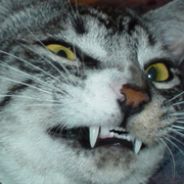 bort - steam id 76561197960867713
