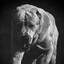 Kangal