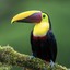 Toucani