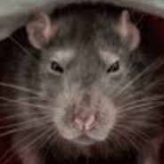 rat