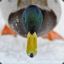 Mallard