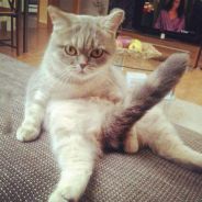 ⋛⊱左手微酸丶✿⊰Douyu31215